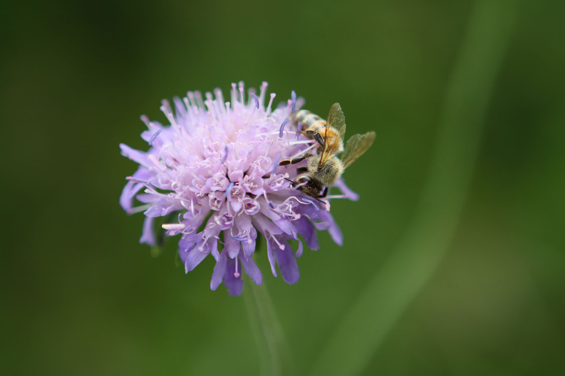 Bienenstöcke auf dem Serrerhof